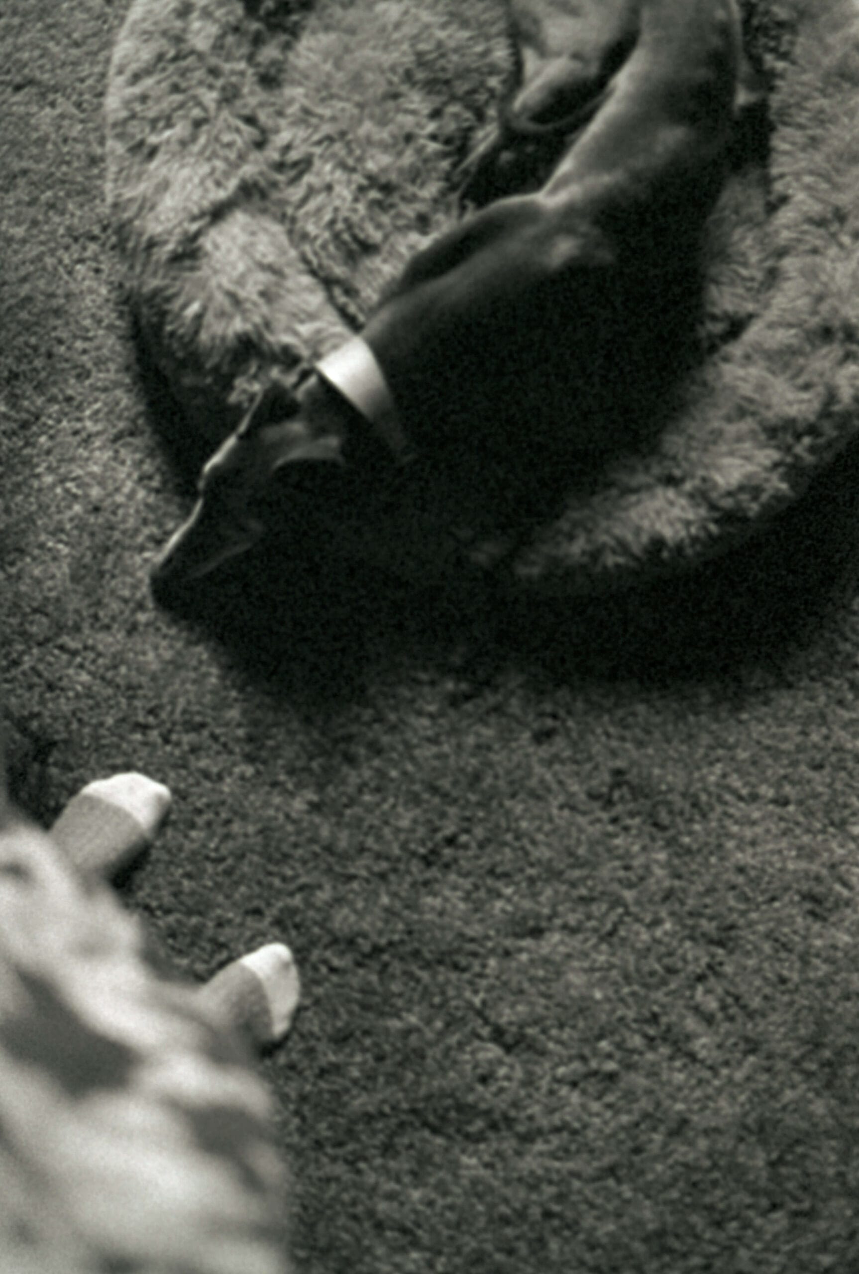 Countryside hotel with dogs