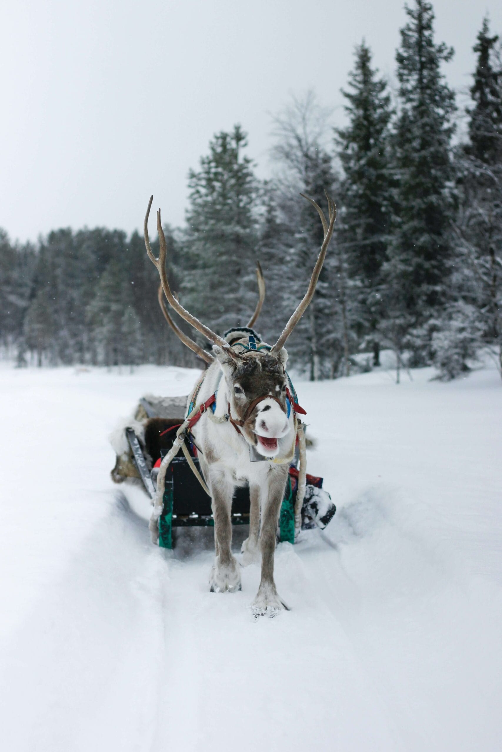 Glass igloo accommodation in Lapland
