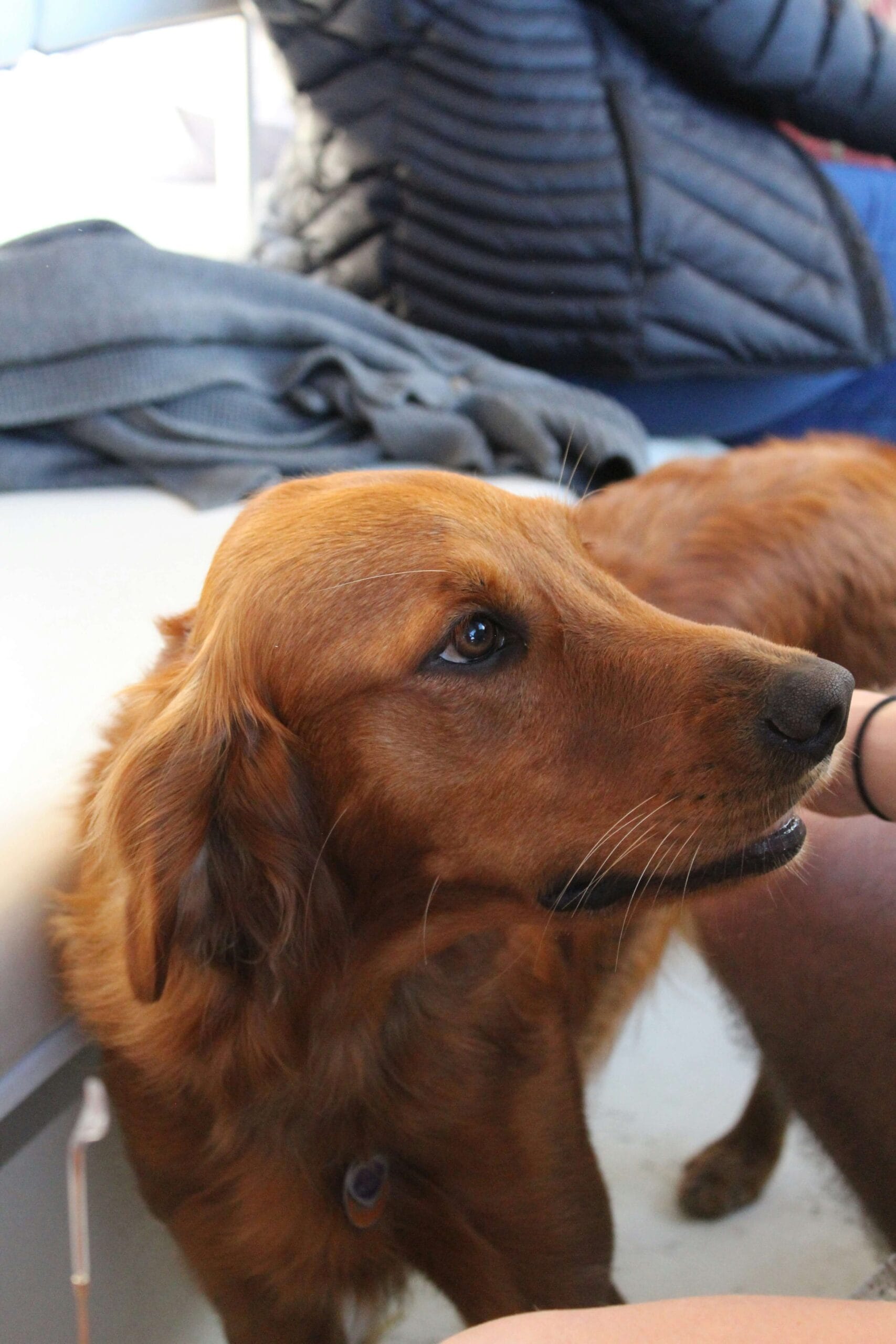 Luxury dog-friendly hotel room