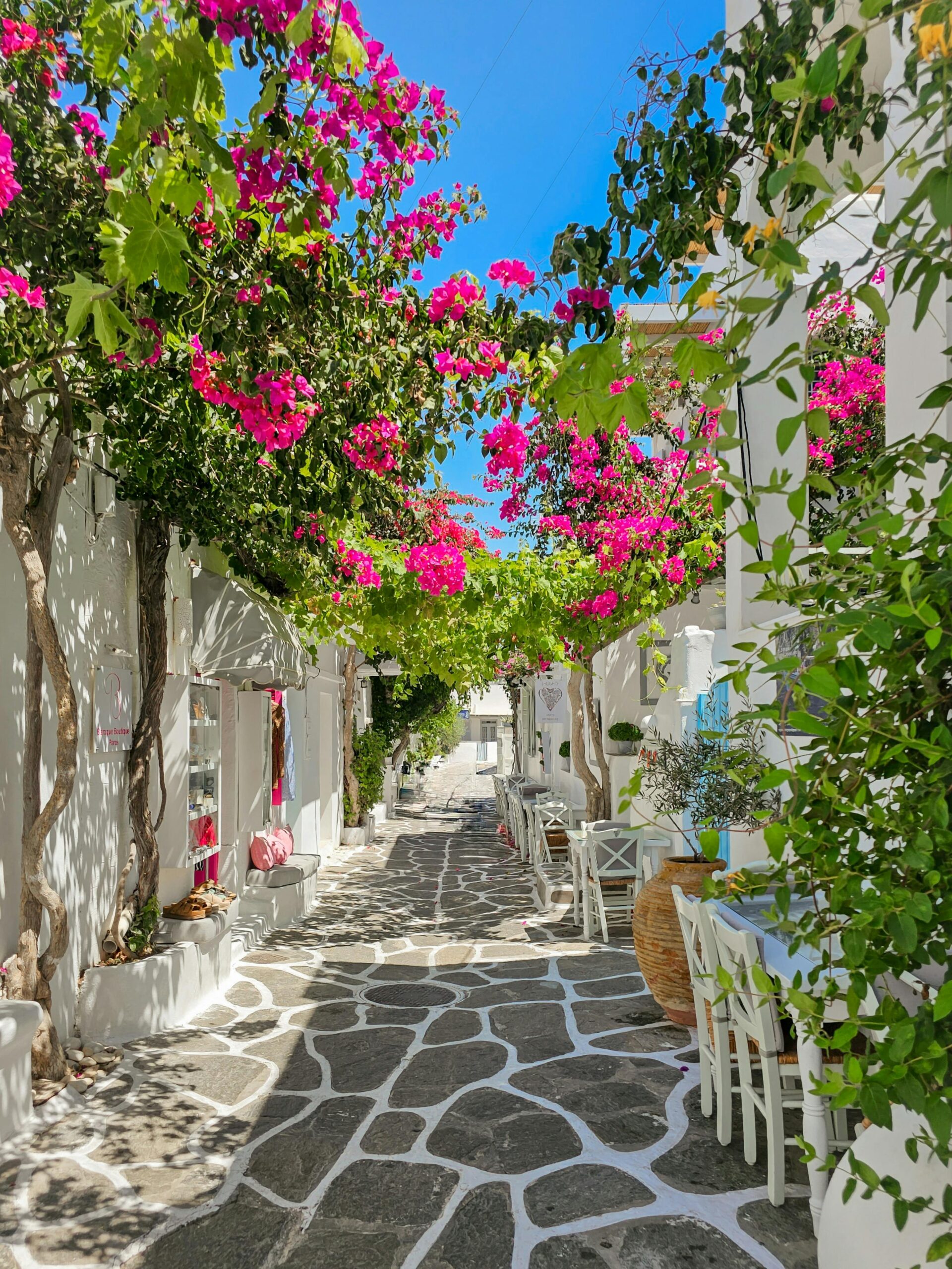 Santorini in spring with wildflowers