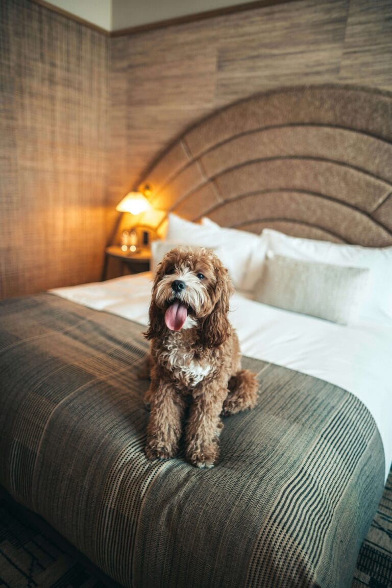 dog friendly hotels