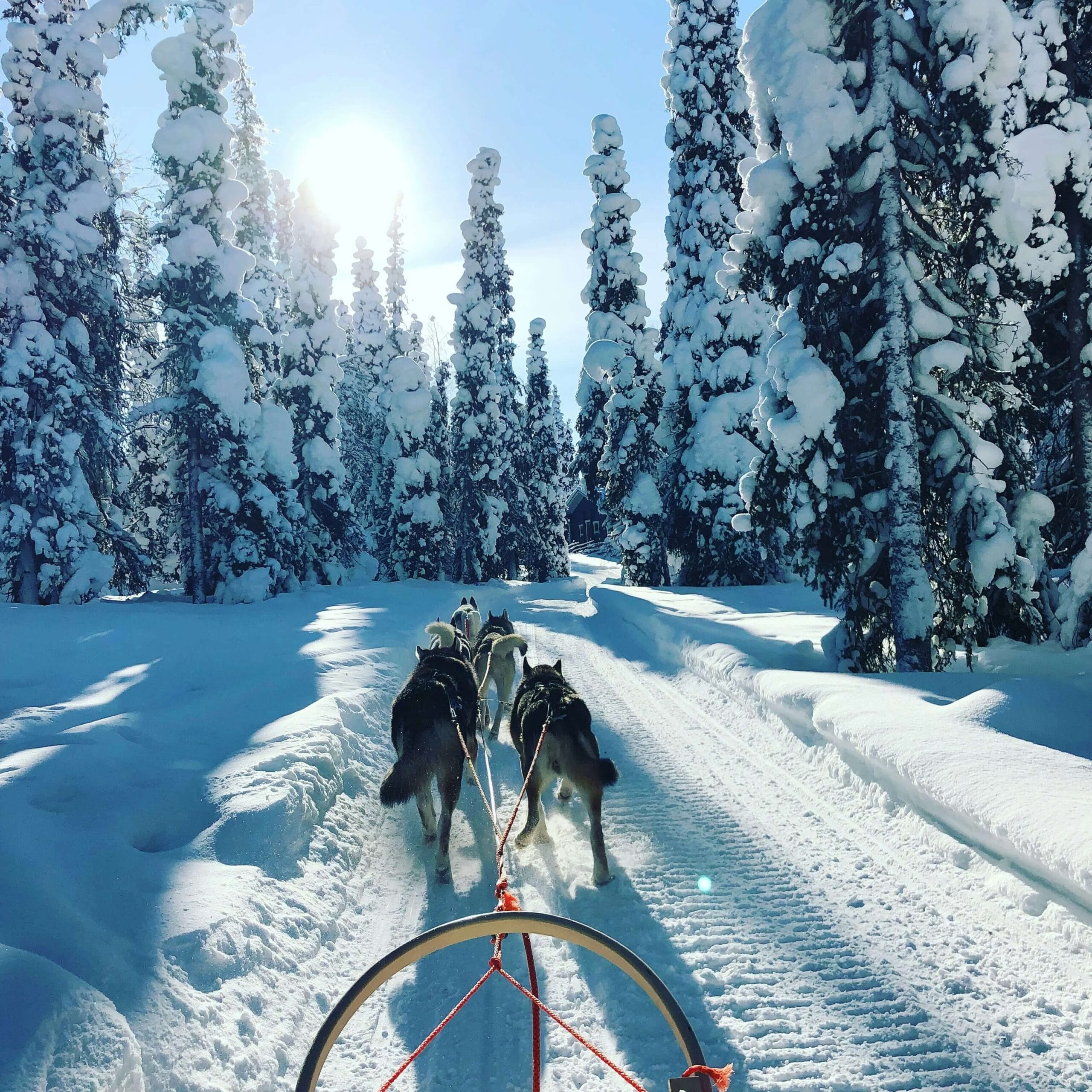 Husky sledding adventure in Lapland